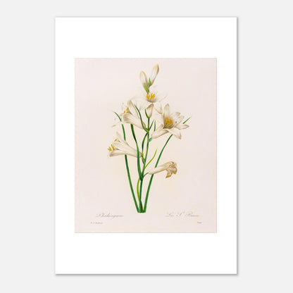 Planche botanique Phalangium par Pierre-Joseph Redouté (29,7x42 cm (A3)). Gravure botanique ancienne de Pierre-Joseph Redouté représentant plusieurs fleurs de lys blanches avec des touches de jaune, des feuilles vertes et des tiges.