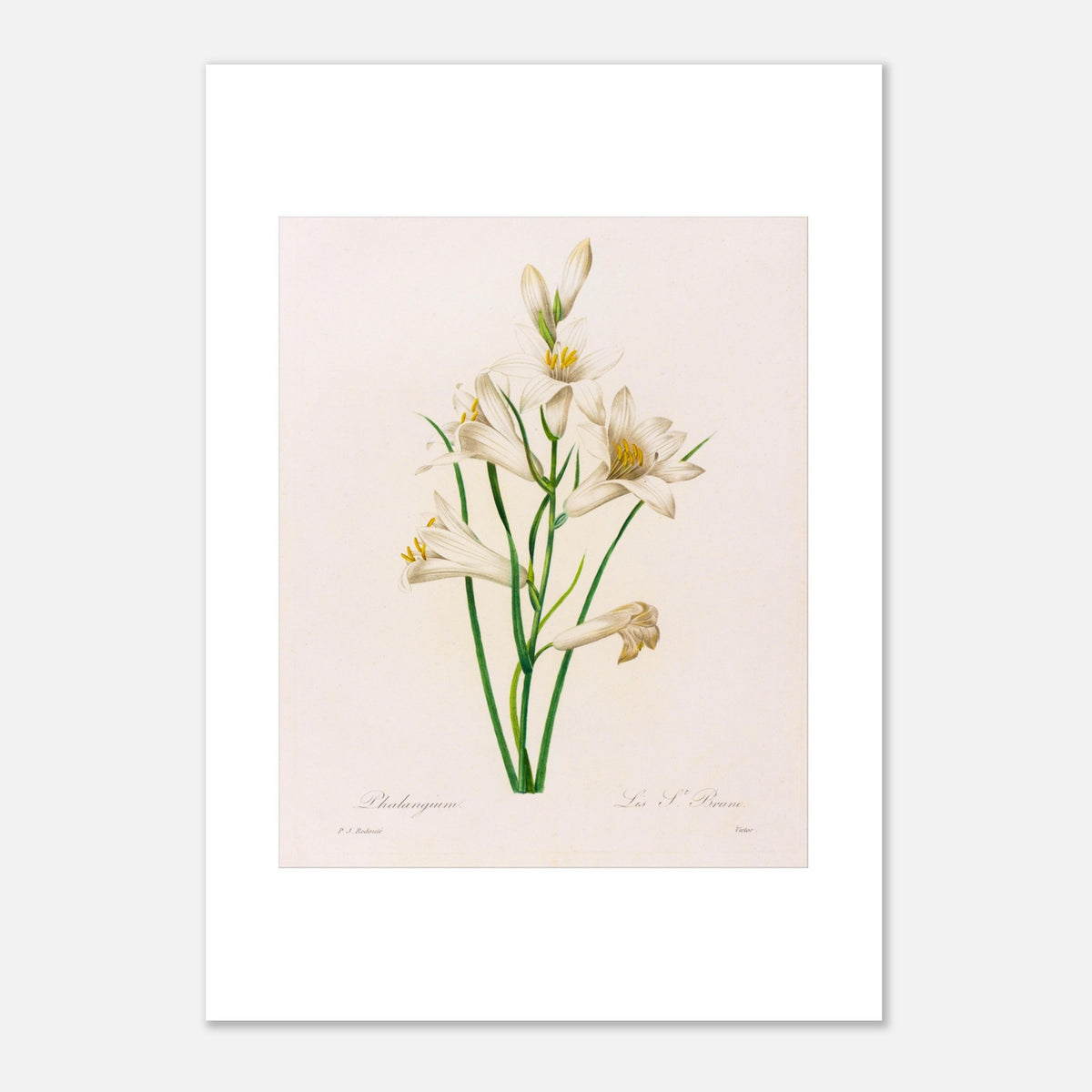 Botanical Plate Phalangium by Pierre-Joseph Redouté (29,7x42 cm (A3) / 11.7x16.5″). Antique botanical engraving by Pierre-Joseph Redouté depicting several white lily flowers with touches of yellow, green leaves, and stems.