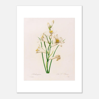 Planche botanique Phalangium par Pierre-Joseph Redouté (30x40 cm). Gravure botanique ancienne de Pierre-Joseph Redouté représentant plusieurs fleurs de lys blanches avec des touches de jaune, des feuilles vertes et des tiges.