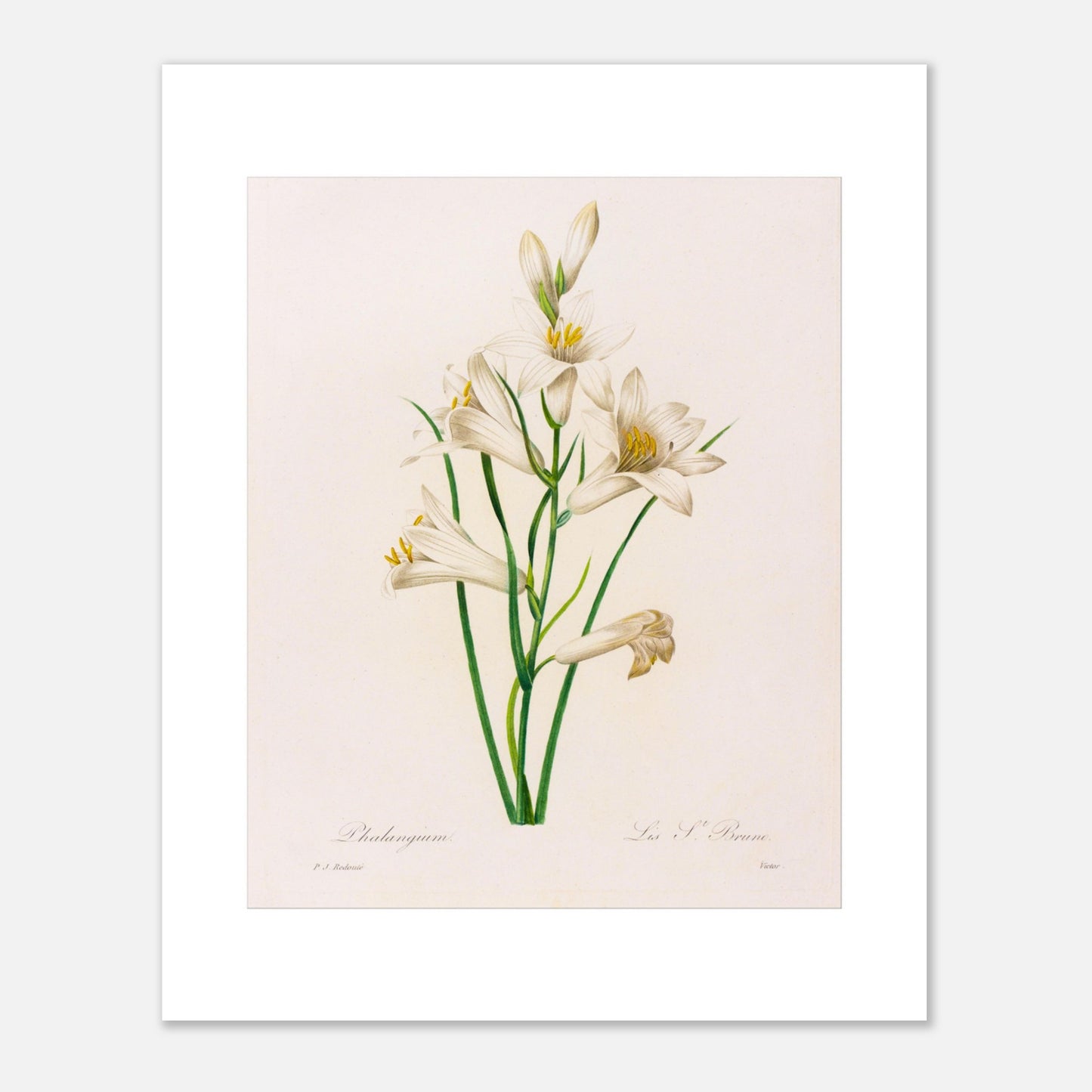 Planche botanique Phalangium par Pierre-Joseph Redouté (40x50 cm). Gravure botanique ancienne de Pierre-Joseph Redouté représentant plusieurs fleurs de lys blanches avec des touches de jaune, des feuilles vertes et des tiges.