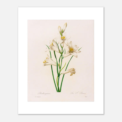 Planche botanique Phalangium par Pierre-Joseph Redouté (40x50 cm). Gravure botanique ancienne de Pierre-Joseph Redouté représentant plusieurs fleurs de lys blanches avec des touches de jaune, des feuilles vertes et des tiges.