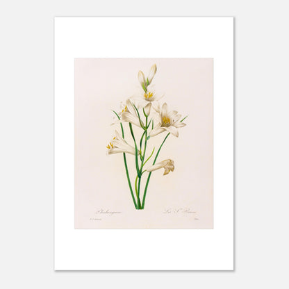 Planche botanique Phalangium par Pierre-Joseph Redouté (42x59,4 cm (A2)). Gravure botanique ancienne de Pierre-Joseph Redouté représentant plusieurs fleurs de lys blanches avec des touches de jaune, des feuilles vertes et des tiges.