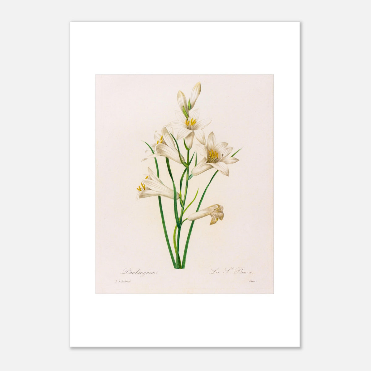 Botanical Plate Phalangium by Pierre-Joseph Redouté (42x59,4 cm (A2) / 16.5x23.4″). Antique botanical engraving by Pierre-Joseph Redouté depicting several white lily flowers with touches of yellow, green leaves, and stems.