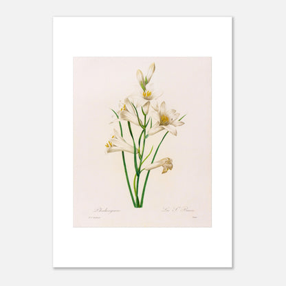 Planche botanique Phalangium par Pierre-Joseph Redouté (50x70 cm). Gravure botanique ancienne de Pierre-Joseph Redouté représentant plusieurs fleurs de lys blanches avec des touches de jaune, des feuilles vertes et des tiges.