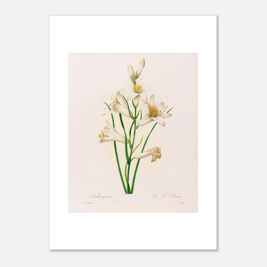 Planche botanique Phalangium par Pierre-Joseph Redouté (50x70 cm). Gravure botanique ancienne de Pierre-Joseph Redouté représentant plusieurs fleurs de lys blanches avec des touches de jaune, des feuilles vertes et des tiges.