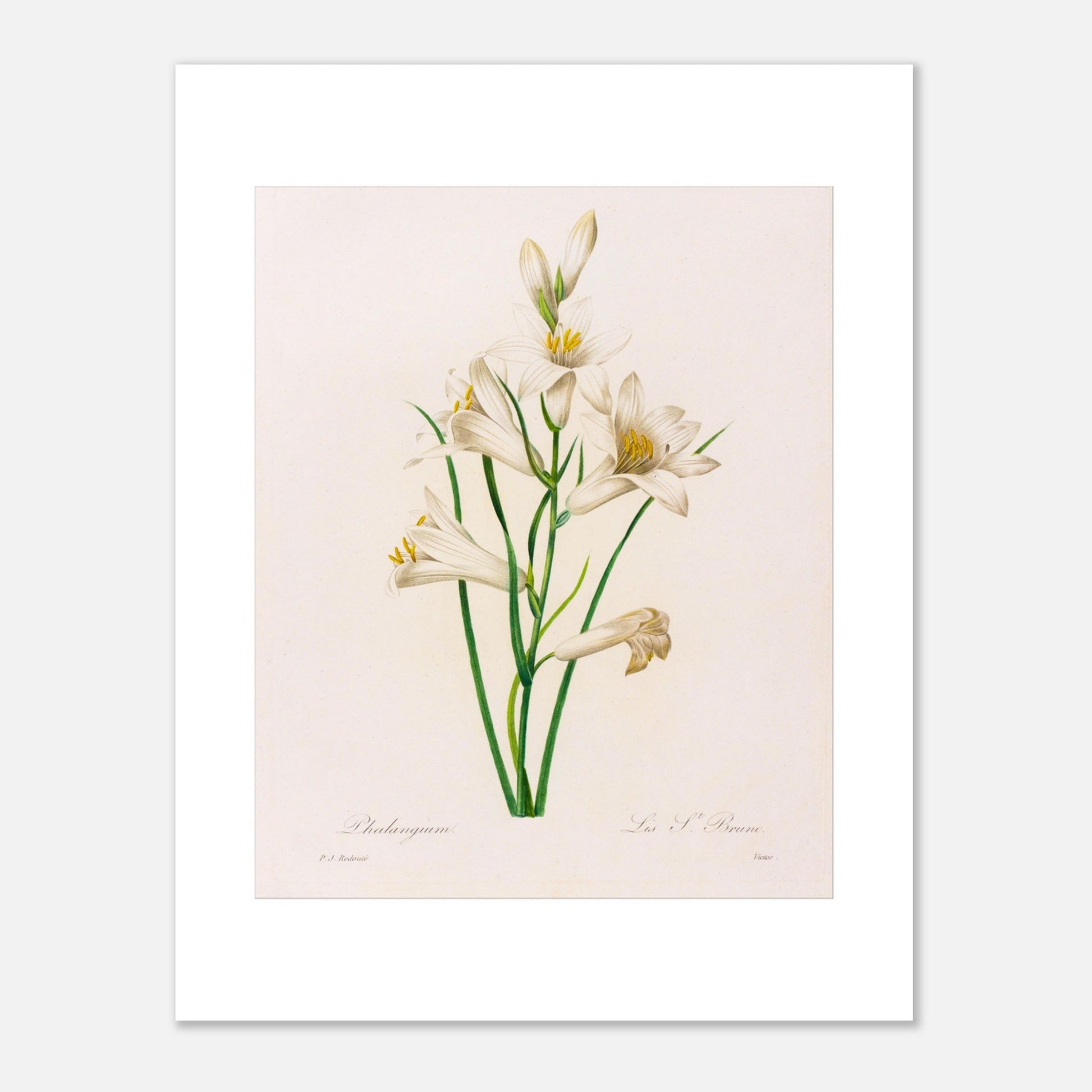 Planche botanique Phalangium par Pierre-Joseph Redouté. Gravure botanique ancienne de Pierre-Joseph Redouté représentant plusieurs fleurs de lys blanches avec des touches de jaune, des feuilles vertes et des tiges. Image d'illustration 6