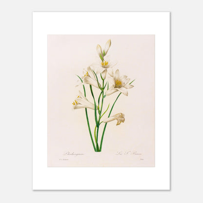Planche botanique Phalangium par Pierre-Joseph Redouté. Gravure botanique ancienne de Pierre-Joseph Redouté représentant plusieurs fleurs de lys blanches avec des touches de jaune, des feuilles vertes et des tiges. Image d'illustration 6