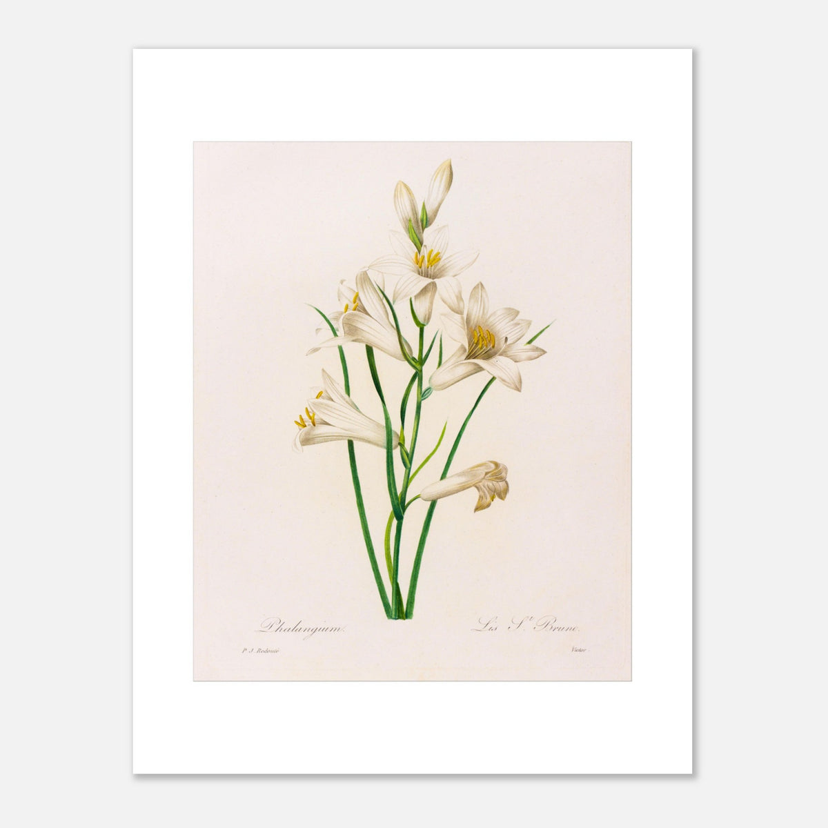 Botanical Plate Phalangium by Pierre-Joseph Redouté. Antique botanical engraving by Pierre-Joseph Redouté depicting several white lily flowers with touches of yellow, green leaves, and stems.