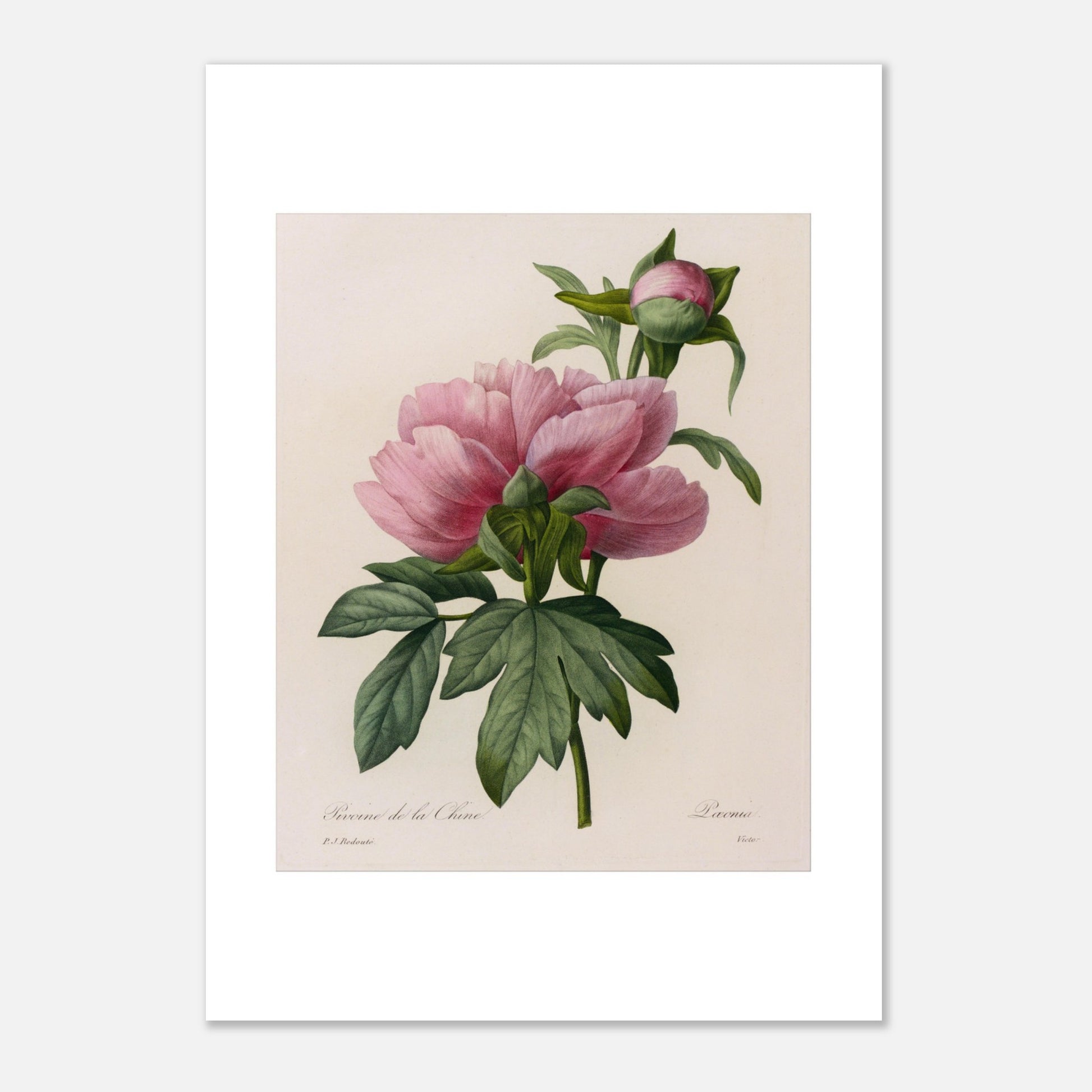 Planche botanique ancienne Pivoine de la Chine par Redouté (21x29,7 cm (A4)). Planche botanique ancienne de Pierre-Joseph Redouté représentant une pivoine de Chine rose, avec un bourgeon et des feuilles vertes.