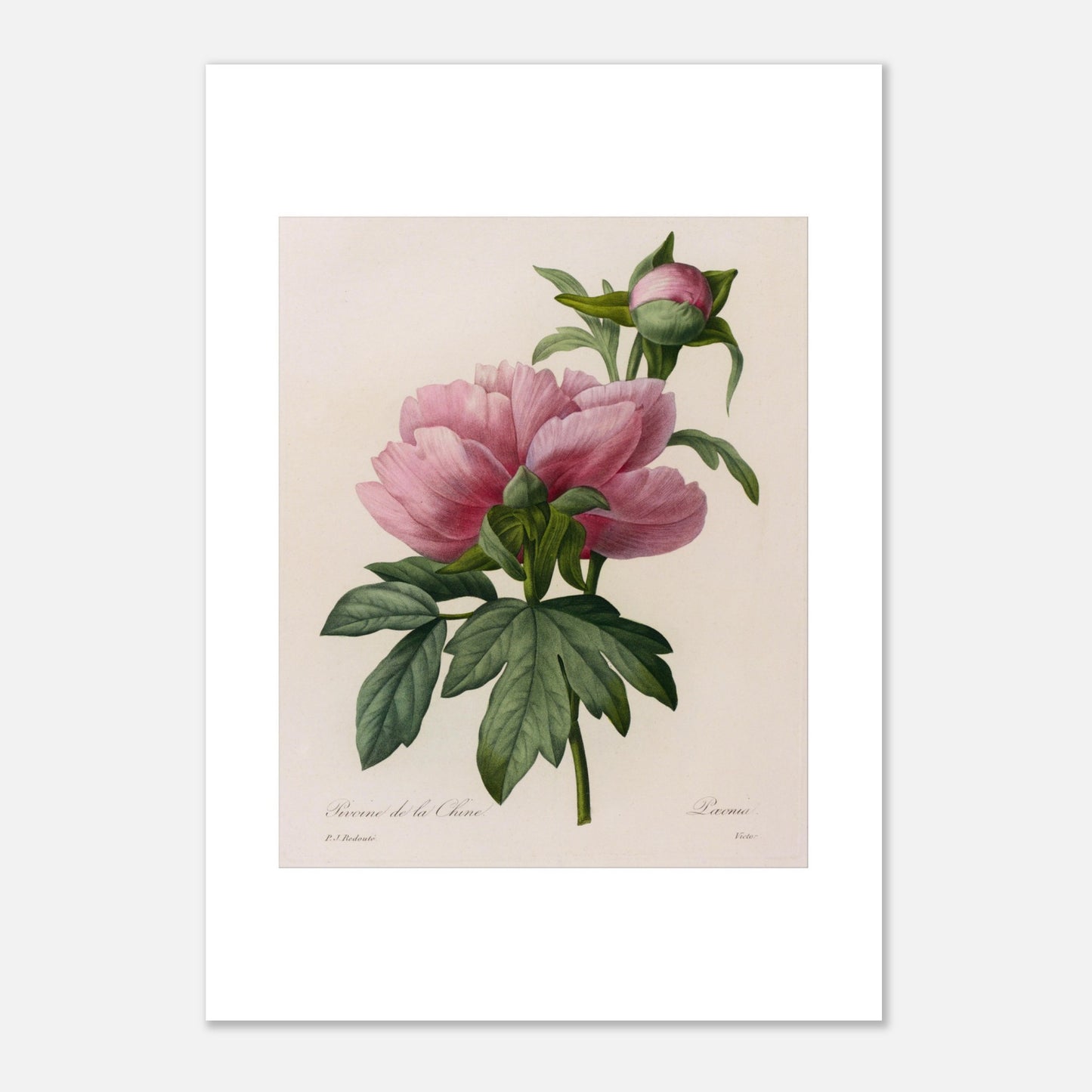 Planche botanique ancienne Pivoine de la Chine par Redouté (29,7x42 cm (A3)). Planche botanique ancienne de Pierre-Joseph Redouté représentant une pivoine de Chine rose, avec un bourgeon et des feuilles vertes.
