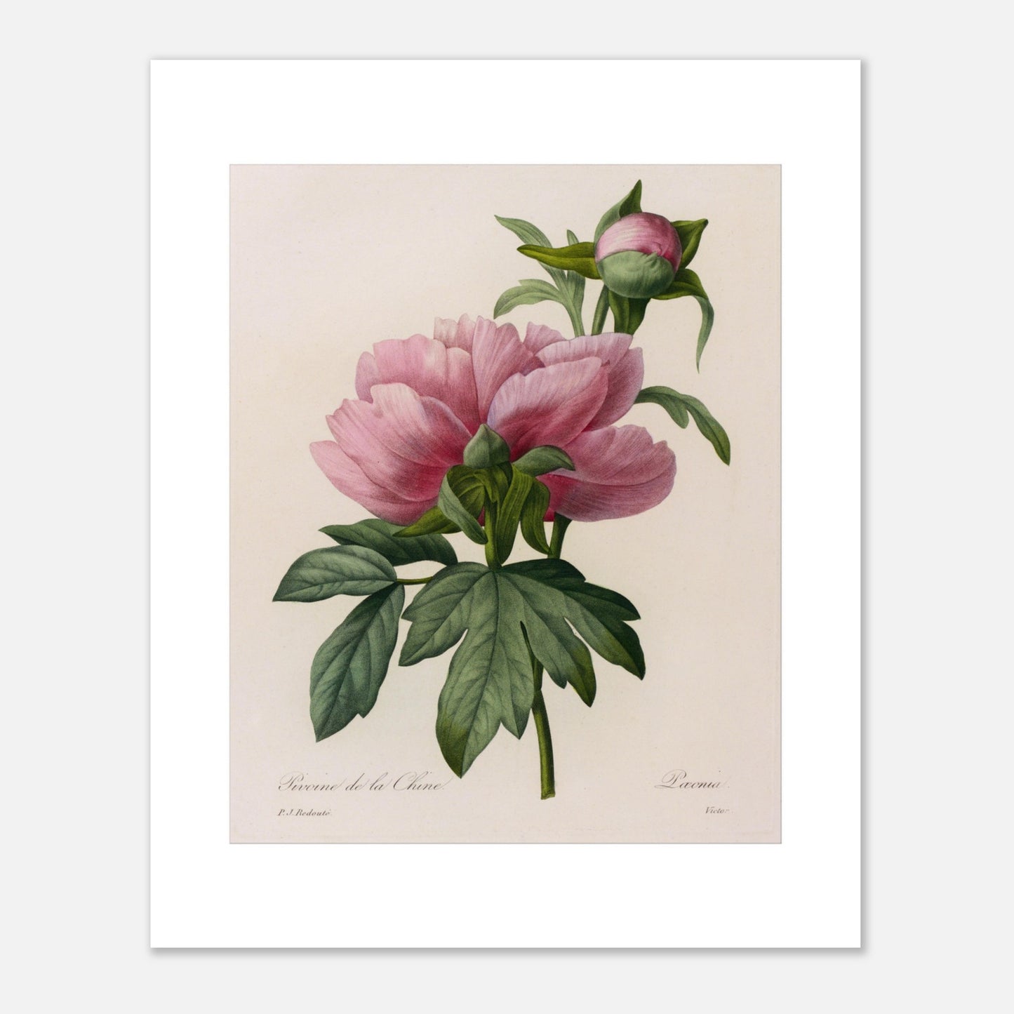 Planche botanique ancienne Pivoine de la Chine par Redouté (40x50 cm). Planche botanique ancienne de Pierre-Joseph Redouté représentant une pivoine de Chine rose, avec un bourgeon et des feuilles vertes.