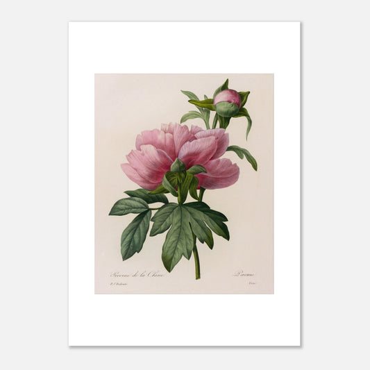 Planche botanique ancienne Pivoine de la Chine par Redouté (50x70 cm). Planche botanique ancienne de Pierre-Joseph Redouté représentant une pivoine de Chine rose, avec un bourgeon et des feuilles vertes.