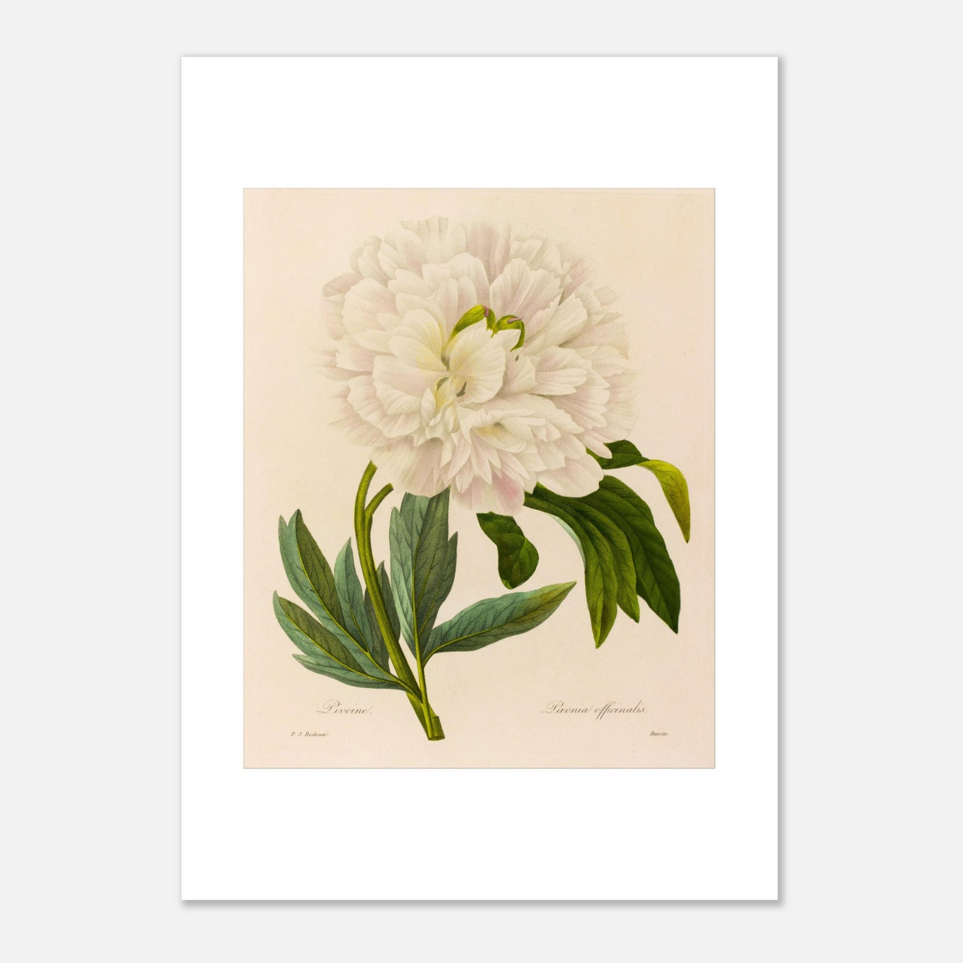 Planche botanique ancienne Pivoine (Paeonia Officinalis) par Redouté (21x29,7 cm (A4)). Planche botanique ancienne de Pierre-Joseph Redouté représentant une pivoine blanche aux pétales abondants, avec des feuilles vertes et des tiges fines.
