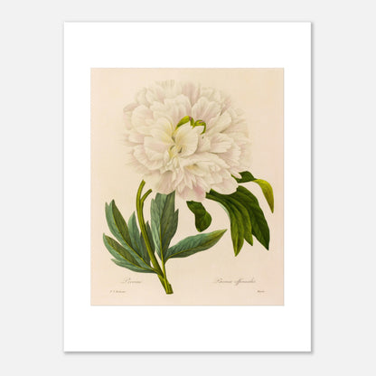 Planche botanique ancienne Pivoine (Paeonia Officinalis) par Redouté (30x40 cm). Planche botanique ancienne de Pierre-Joseph Redouté représentant une pivoine blanche aux pétales abondants, avec des feuilles vertes et des tiges fines.