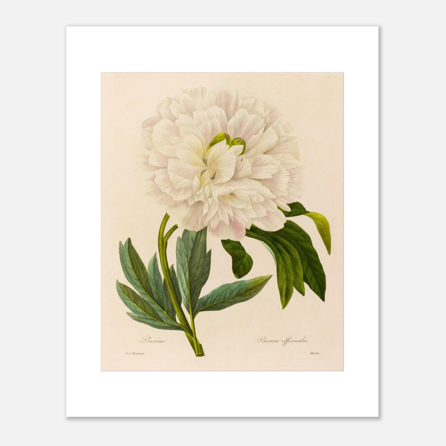 Planche botanique ancienne Pivoine (Paeonia Officinalis) par Redouté (40x50 cm). Planche botanique ancienne de Pierre-Joseph Redouté représentant une pivoine blanche aux pétales abondants, avec des feuilles vertes et des tiges fines.