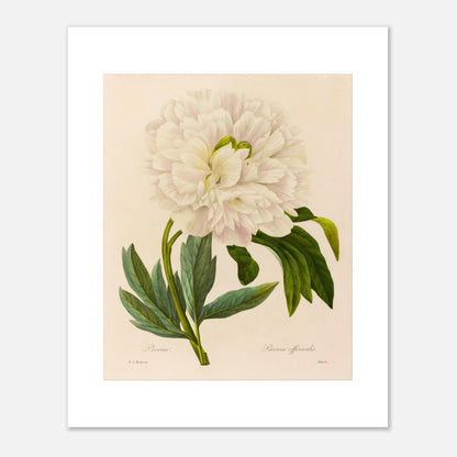 Planche botanique ancienne Pivoine (Paeonia Officinalis) par Redouté (40x50 cm). Planche botanique ancienne de Pierre-Joseph Redouté représentant une pivoine blanche aux pétales abondants, avec des feuilles vertes et des tiges fines.