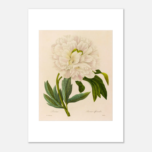 Planche botanique ancienne Pivoine (Paeonia Officinalis) par Redouté (50x70 cm). Planche botanique ancienne de Pierre-Joseph Redouté représentant une pivoine blanche aux pétales abondants, avec des feuilles vertes et des tiges fines.