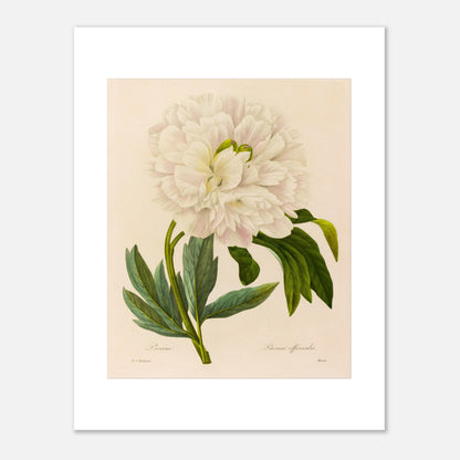 Planche botanique ancienne Pivoine (Paeonia Officinalis) par Redouté. Planche botanique ancienne de Pierre-Joseph Redouté représentant une pivoine blanche aux pétales abondants, avec des feuilles vertes et des tiges fines. Image d'illustration 6