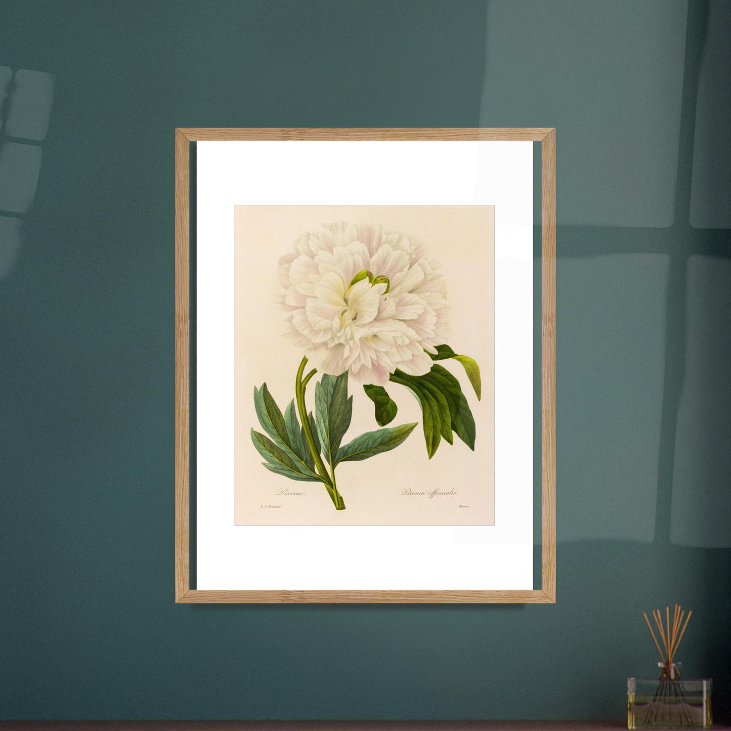Planche botanique ancienne Pivoine (Paeonia Officinalis) par Redouté. Planche botanique ancienne de Pierre-Joseph Redouté représentant une pivoine blanche aux pétales abondants, avec des feuilles vertes et des tiges fines. Image d'illustration 7