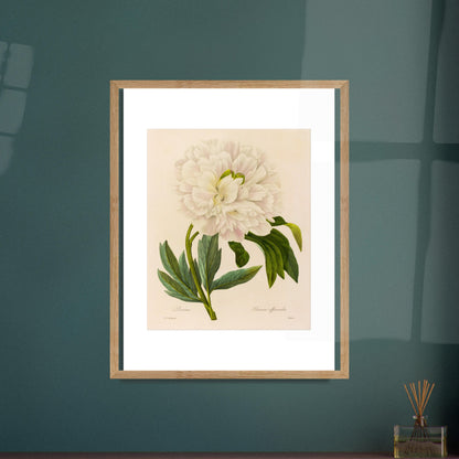 Planche botanique ancienne Pivoine (Paeonia Officinalis) par Redouté. Planche botanique ancienne de Pierre-Joseph Redouté représentant une pivoine blanche aux pétales abondants, avec des feuilles vertes et des tiges fines. Image d'illustration 7