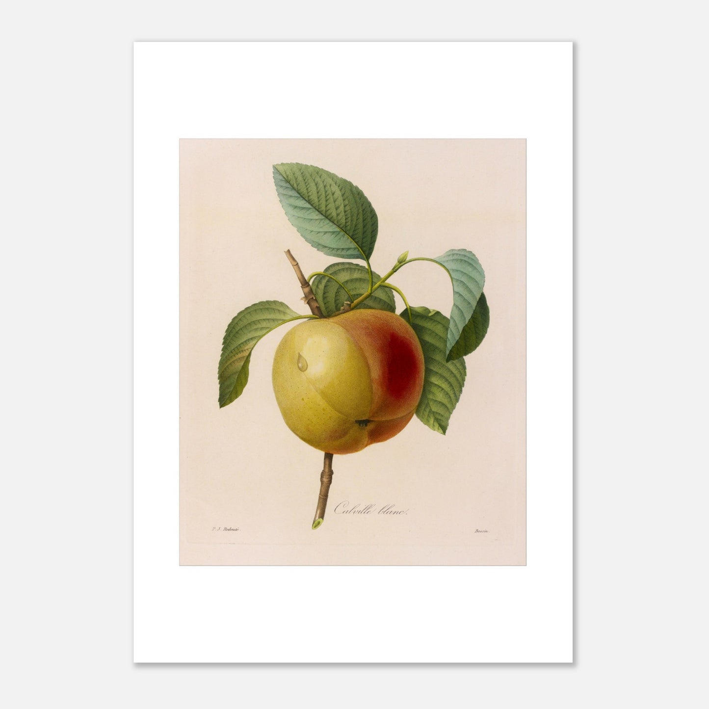 Planche botanique ancienne de la pomme Calville Blanc par Redouté (21x29,7 cm (A4)). Planche botanique de Pierre-Joseph Redouté représentant une pomme Calville Blanc à moitié rouge et à moitié jaune, avec des feuilles vertes, sur fond crème.