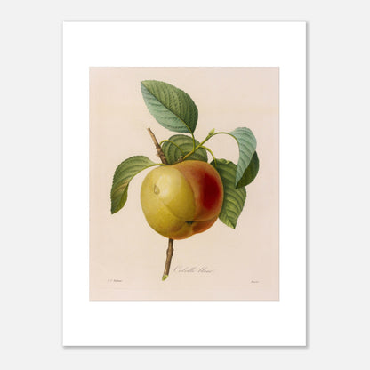 Planche botanique ancienne de la pomme Calville Blanc par Redouté (30x40 cm). Planche botanique de Pierre-Joseph Redouté représentant une pomme Calville Blanc à moitié rouge et à moitié jaune, avec des feuilles vertes, sur fond crème.