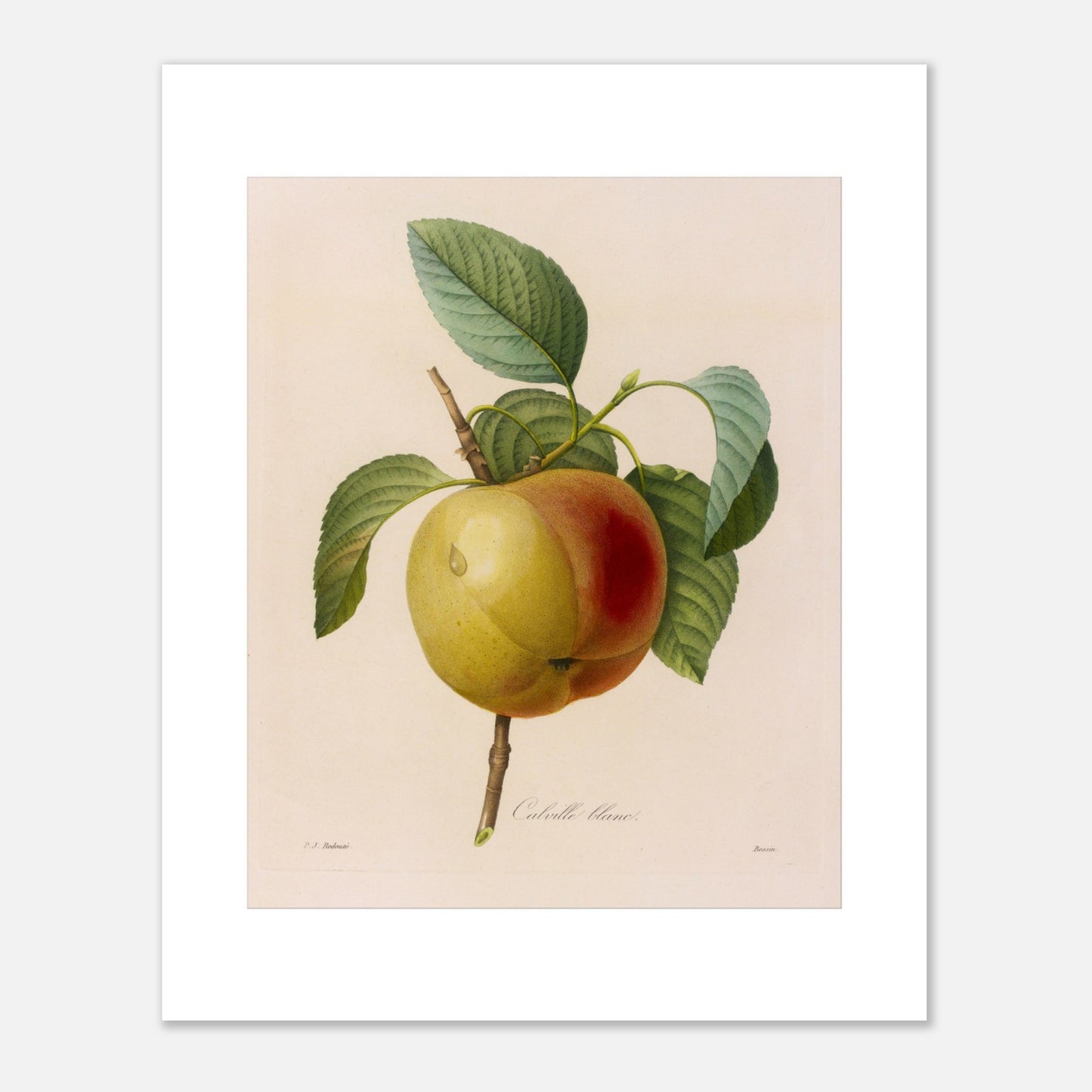 Planche botanique ancienne de la pomme Calville Blanc par Redouté (40x50 cm). Planche botanique de Pierre-Joseph Redouté représentant une pomme Calville Blanc à moitié rouge et à moitié jaune, avec des feuilles vertes, sur fond crème.