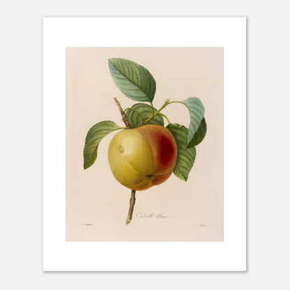 Planche botanique ancienne de la pomme Calville Blanc par Redouté (40x50 cm). Planche botanique de Pierre-Joseph Redouté représentant une pomme Calville Blanc à moitié rouge et à moitié jaune, avec des feuilles vertes, sur fond crème.