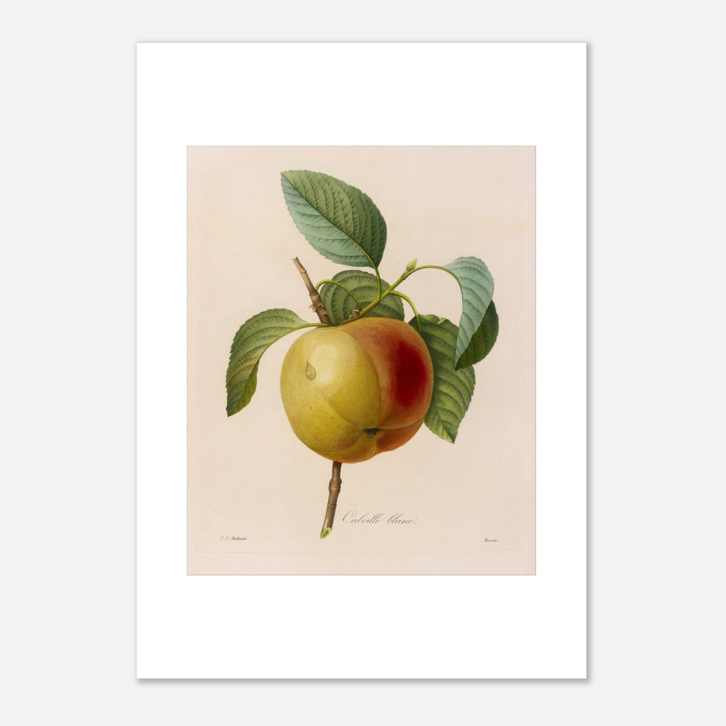 Planche botanique ancienne de la pomme Calville Blanc par Redouté (42x59,4 cm (A2)). Planche botanique de Pierre-Joseph Redouté représentant une pomme Calville Blanc à moitié rouge et à moitié jaune, avec des feuilles vertes, sur fond crème.