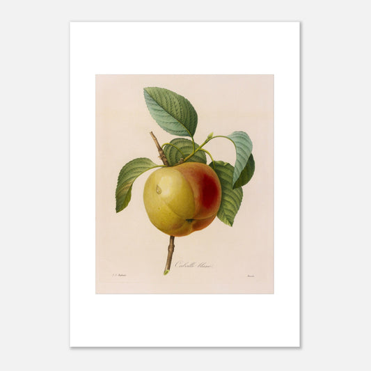 Planche botanique ancienne de la pomme Calville Blanc par Redouté (42x59,4 cm (A2)). Planche botanique de Pierre-Joseph Redouté représentant une pomme Calville Blanc à moitié rouge et à moitié jaune, avec des feuilles vertes, sur fond crème.