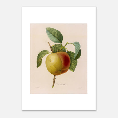Planche botanique ancienne de la pomme Calville Blanc par Redouté (50x70 cm). Planche botanique de Pierre-Joseph Redouté représentant une pomme Calville Blanc à moitié rouge et à moitié jaune, avec des feuilles vertes, sur fond crème.
