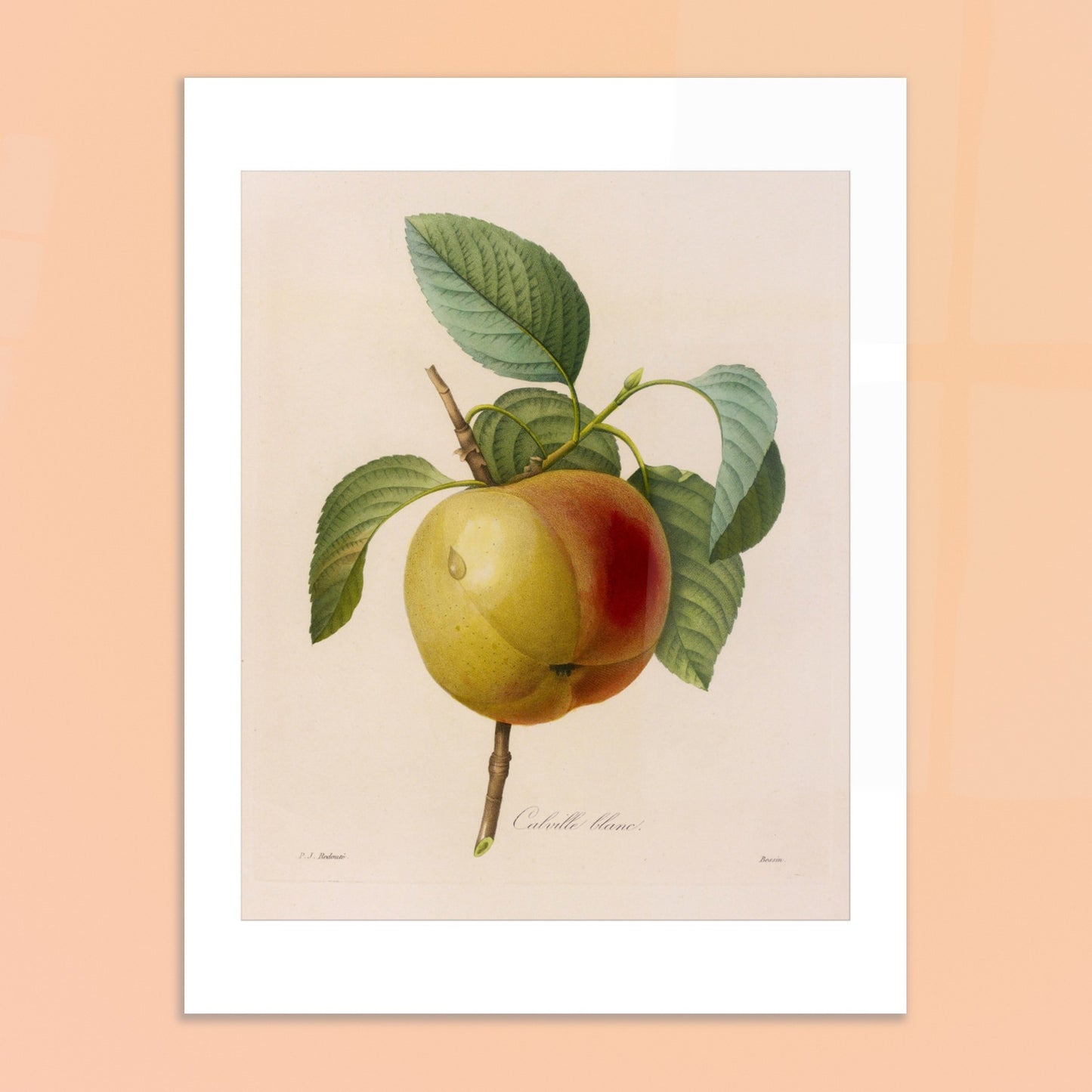 Planche botanique ancienne de la pomme Calville Blanc par Redouté. Planche botanique de Pierre-Joseph Redouté représentant une pomme Calville Blanc à moitié rouge et à moitié jaune, avec des feuilles vertes, sur fond crème. Image d'illustration 6