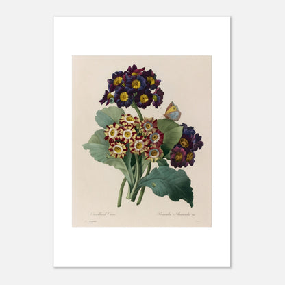 Planche botanique de la Primevère Auricule par Pierre-Joseph Redouté (21x29,7 cm (A4)). Planche botanique de Primevère Auricule, Oreilles d'Ours, par Pierre-Joseph Redouté, avec un papillon.