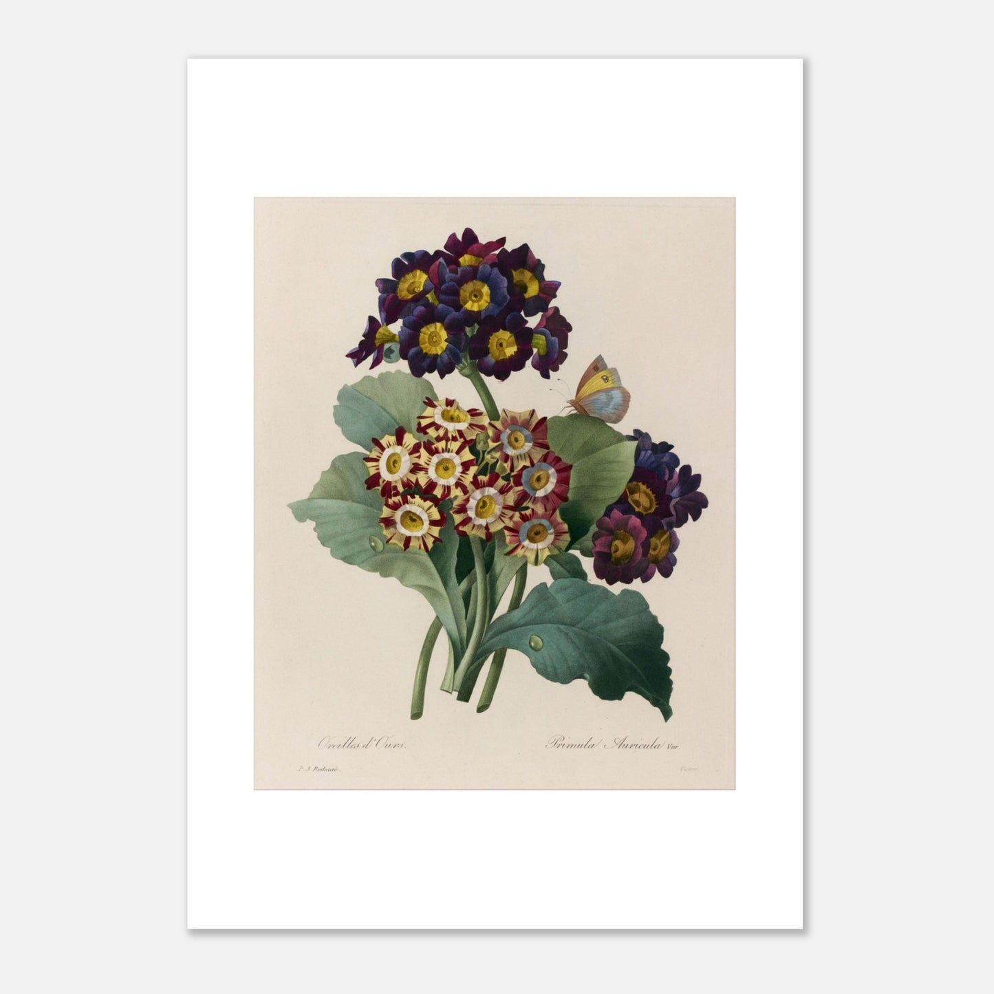 Planche botanique de la Primevère Auricule par Pierre-Joseph Redouté (29,7x42 cm (A3)). Planche botanique de Primevère Auricule, Oreilles d'Ours, par Pierre-Joseph Redouté, avec un papillon.