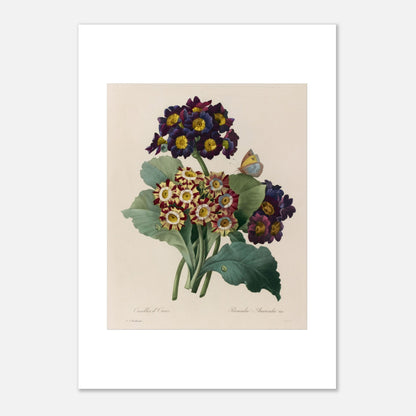 Planche botanique de la Primevère Auricule par Pierre-Joseph Redouté (42x59,4 cm (A2)). Planche botanique de Primevère Auricule, Oreilles d'Ours, par Pierre-Joseph Redouté, avec un papillon.