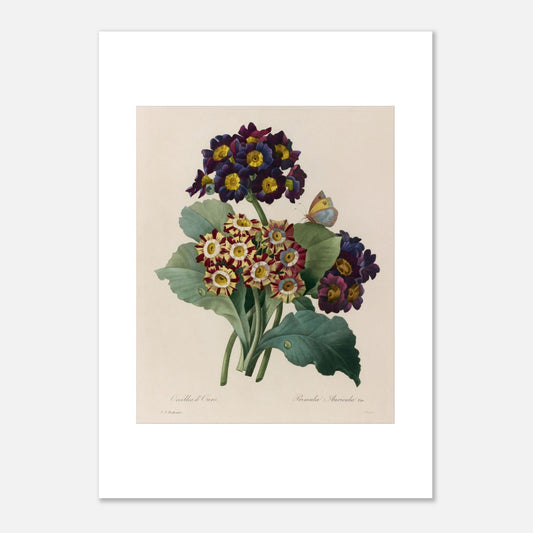 Planche botanique de la Primevère Auricule par Pierre-Joseph Redouté (50x70 cm). Planche botanique de Primevère Auricule, Oreilles d'Ours, par Pierre-Joseph Redouté, avec un papillon.