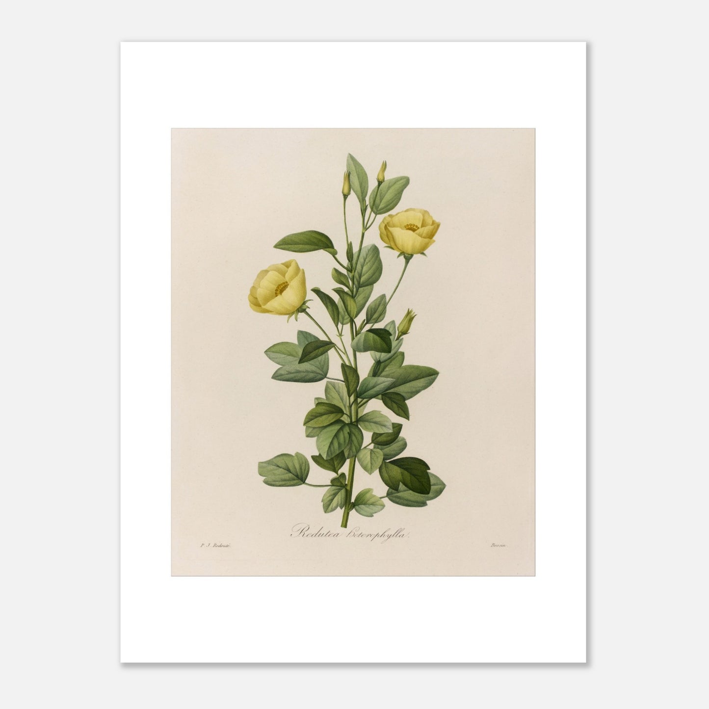 Planche botanique Redutea Heterophylla par Pierre-Joseph Redouté (30x40 cm). Reproduction d'une planche botanique naturaliste ancienne de Redoutéa Heterophylla par Pierre-Joseph Redouté, montrant une tige avec deux fleurs jaunes et des feuilles vertes.