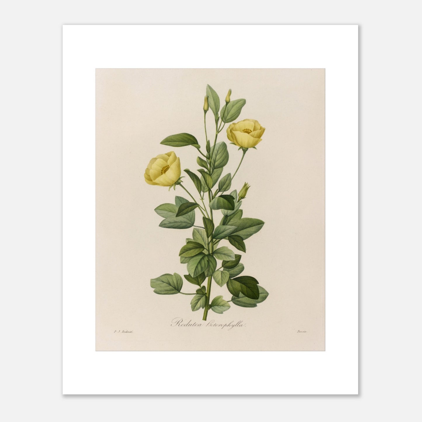 Planche botanique Redutea Heterophylla par Pierre-Joseph Redouté (40x50 cm). Reproduction d'une planche botanique naturaliste ancienne de Redoutéa Heterophylla par Pierre-Joseph Redouté, montrant une tige avec deux fleurs jaunes et des feuilles vertes.