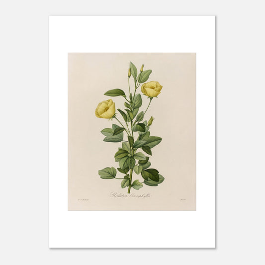 Planche botanique Redutea Heterophylla par Pierre-Joseph Redouté (50x70 cm). Reproduction d'une planche botanique naturaliste ancienne de Redoutéa Heterophylla par Pierre-Joseph Redouté, montrant une tige avec deux fleurs jaunes et des feuilles vertes.