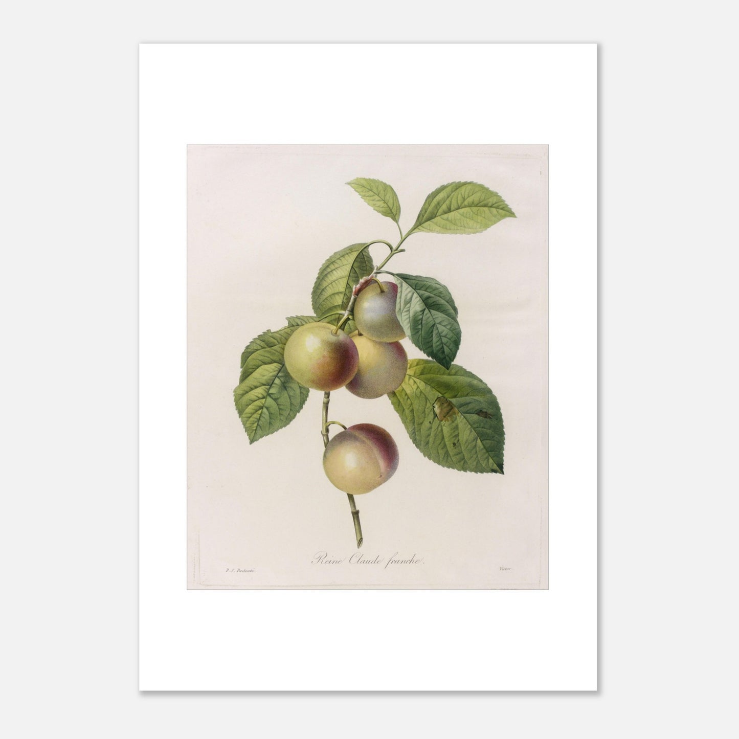 Planche botanique ancienne Reine-Claude Franche par Redouté (21x29,7 cm (A4)). Dessin botanique ancien de Pierre-Joseph Redouté représentant des reines-claudes sur une branche, avec des feuilles vertes.
