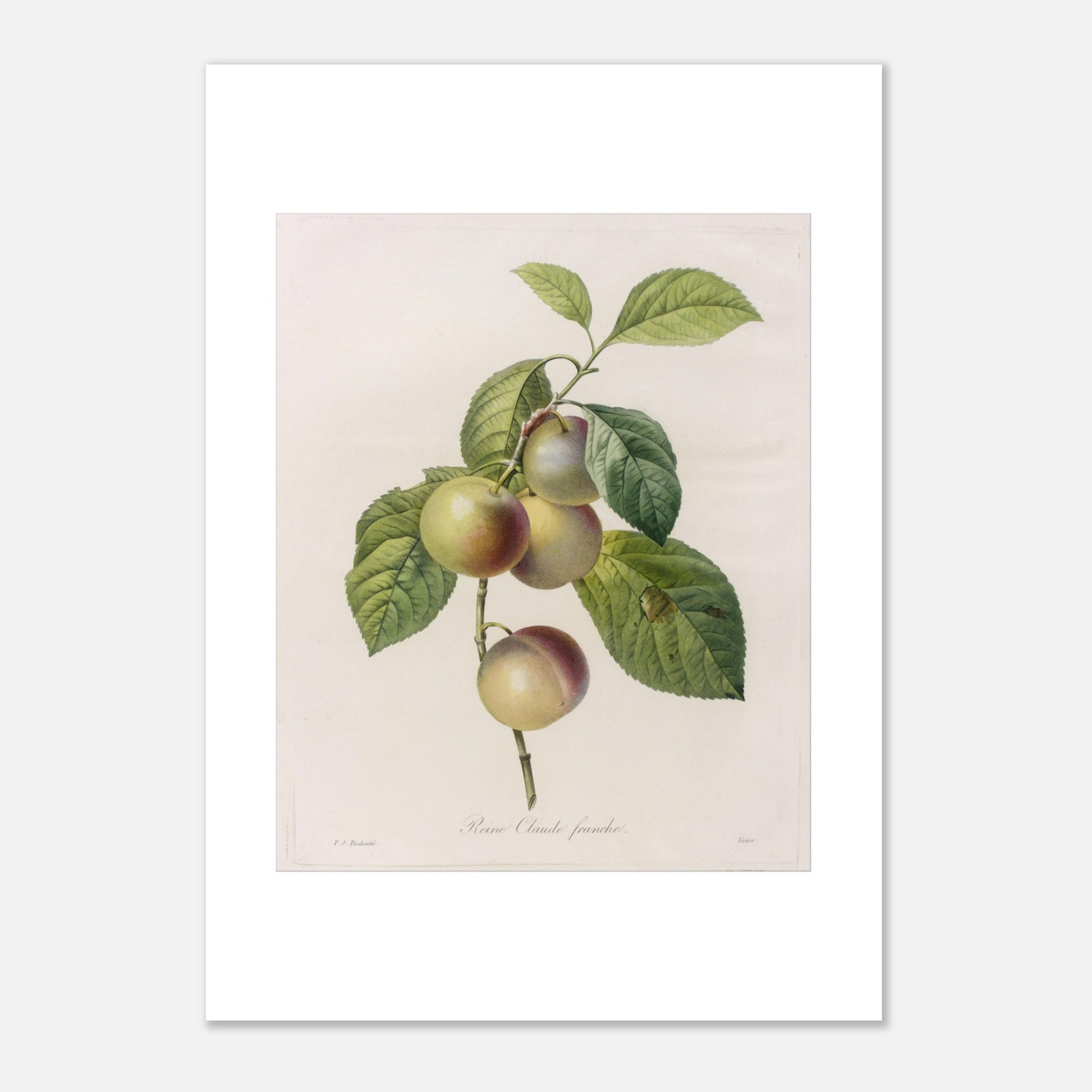 Planche botanique ancienne Reine-Claude Franche par Redouté (21x29,7 cm (A4)). Dessin botanique ancien de Pierre-Joseph Redouté représentant des reines-claudes sur une branche, avec des feuilles vertes.