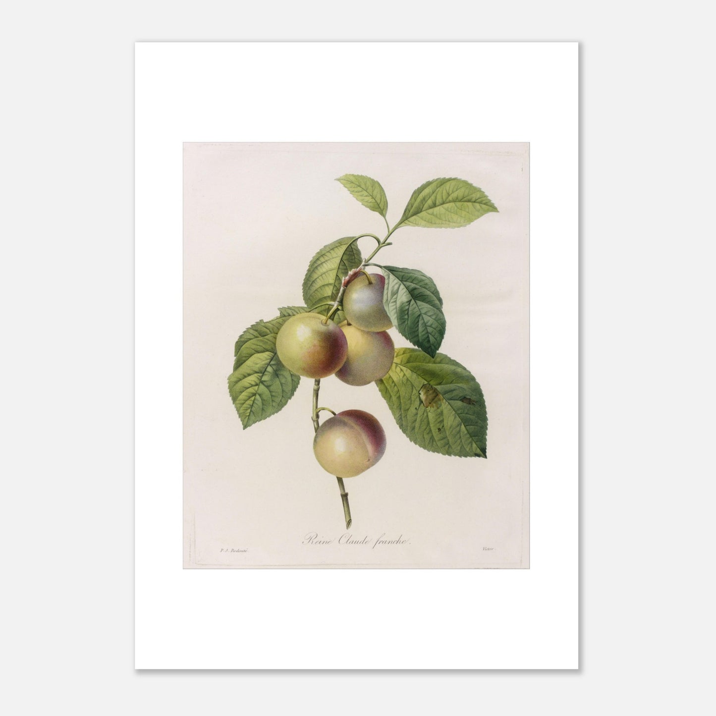 Planche botanique ancienne Reine-Claude Franche par Redouté (29,7x42 cm (A3)). Dessin botanique ancien de Pierre-Joseph Redouté représentant des reines-claudes sur une branche, avec des feuilles vertes.