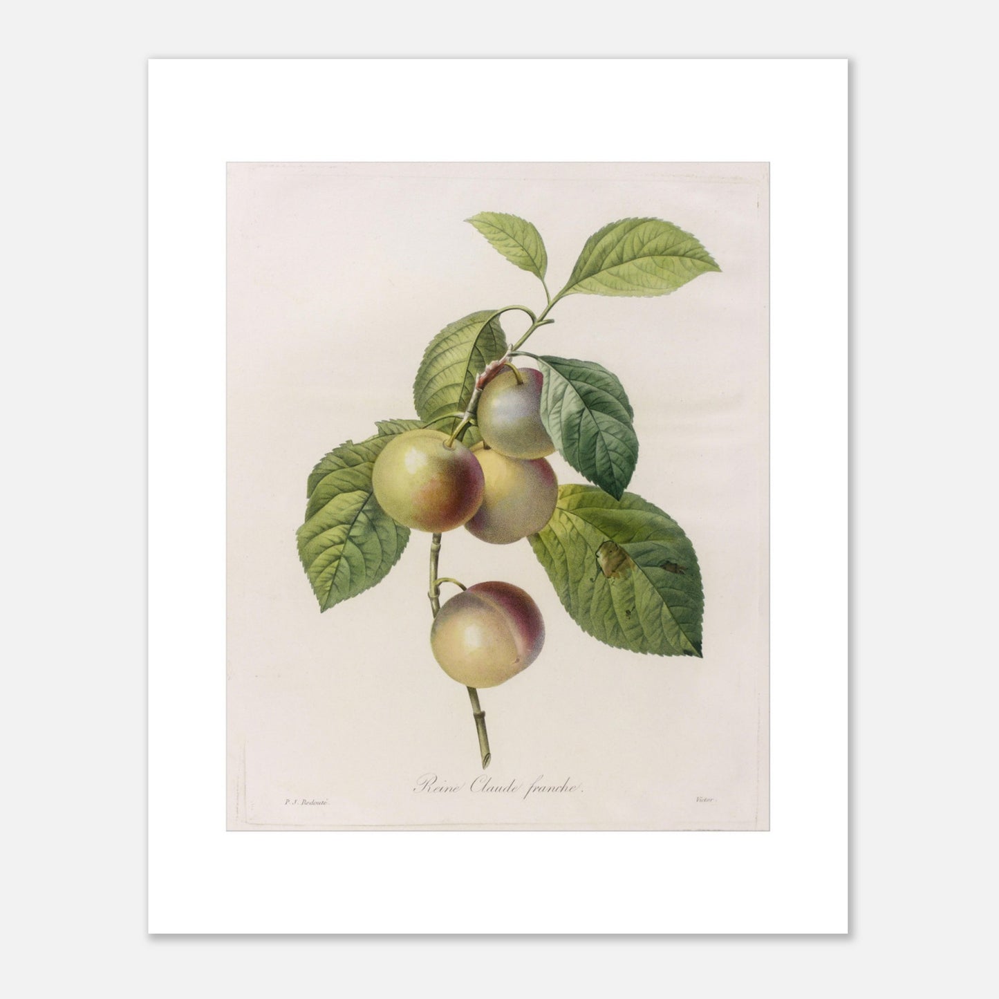Planche botanique ancienne Reine-Claude Franche par Redouté (40x50 cm). Dessin botanique ancien de Pierre-Joseph Redouté représentant des reines-claudes sur une branche, avec des feuilles vertes.