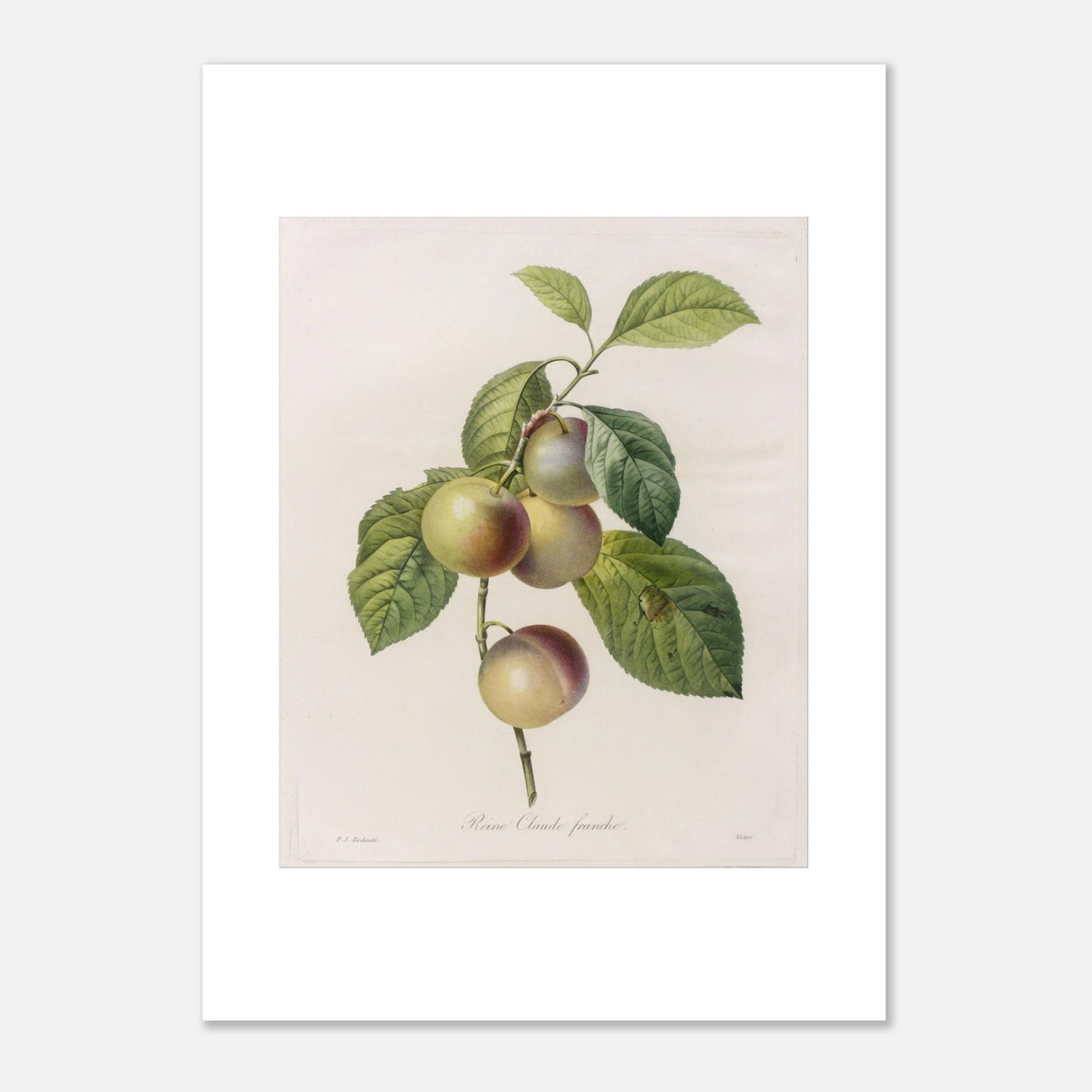 Planche botanique ancienne Reine-Claude Franche par Redouté (50x70 cm). Dessin botanique ancien de Pierre-Joseph Redouté représentant des reines-claudes sur une branche, avec des feuilles vertes.