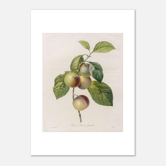 Planche botanique ancienne Reine-Claude Franche par Redouté (50x70 cm). Dessin botanique ancien de Pierre-Joseph Redouté représentant des reines-claudes sur une branche, avec des feuilles vertes.