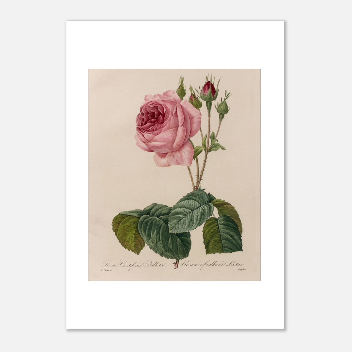 Planche botanique Rosa Centifolia Bullata de Pierre-Joseph Redouté (21x29,7 cm (A4)). Gravure botanique de Pierre-Joseph Redouté représentant une rose de couleur rose pâle, avec des boutons et des feuilles vertes.