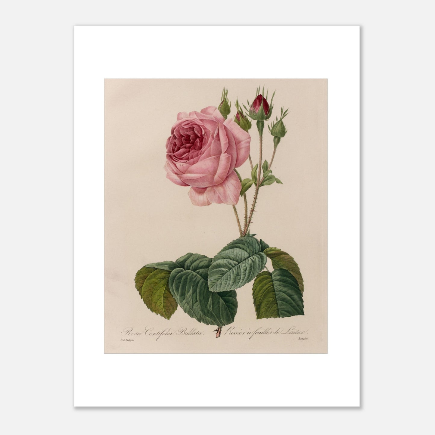 Planche botanique Rosa Centifolia Bullata de Pierre-Joseph Redouté (30x40 cm). Gravure botanique de Pierre-Joseph Redouté représentant une rose de couleur rose pâle, avec des boutons et des feuilles vertes.