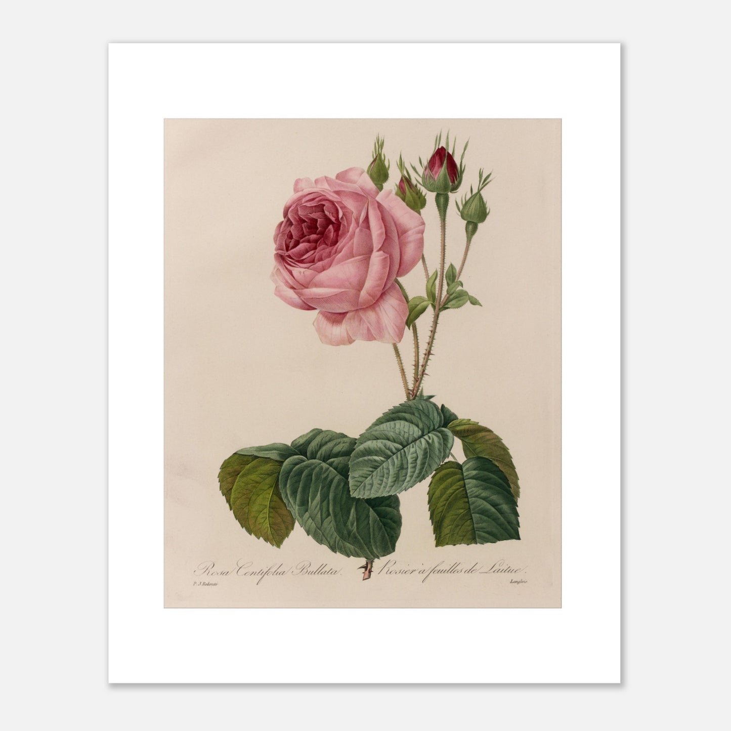 Planche botanique Rosa Centifolia Bullata de Pierre-Joseph Redouté (40x50 cm). Gravure botanique de Pierre-Joseph Redouté représentant une rose de couleur rose pâle, avec des boutons et des feuilles vertes.