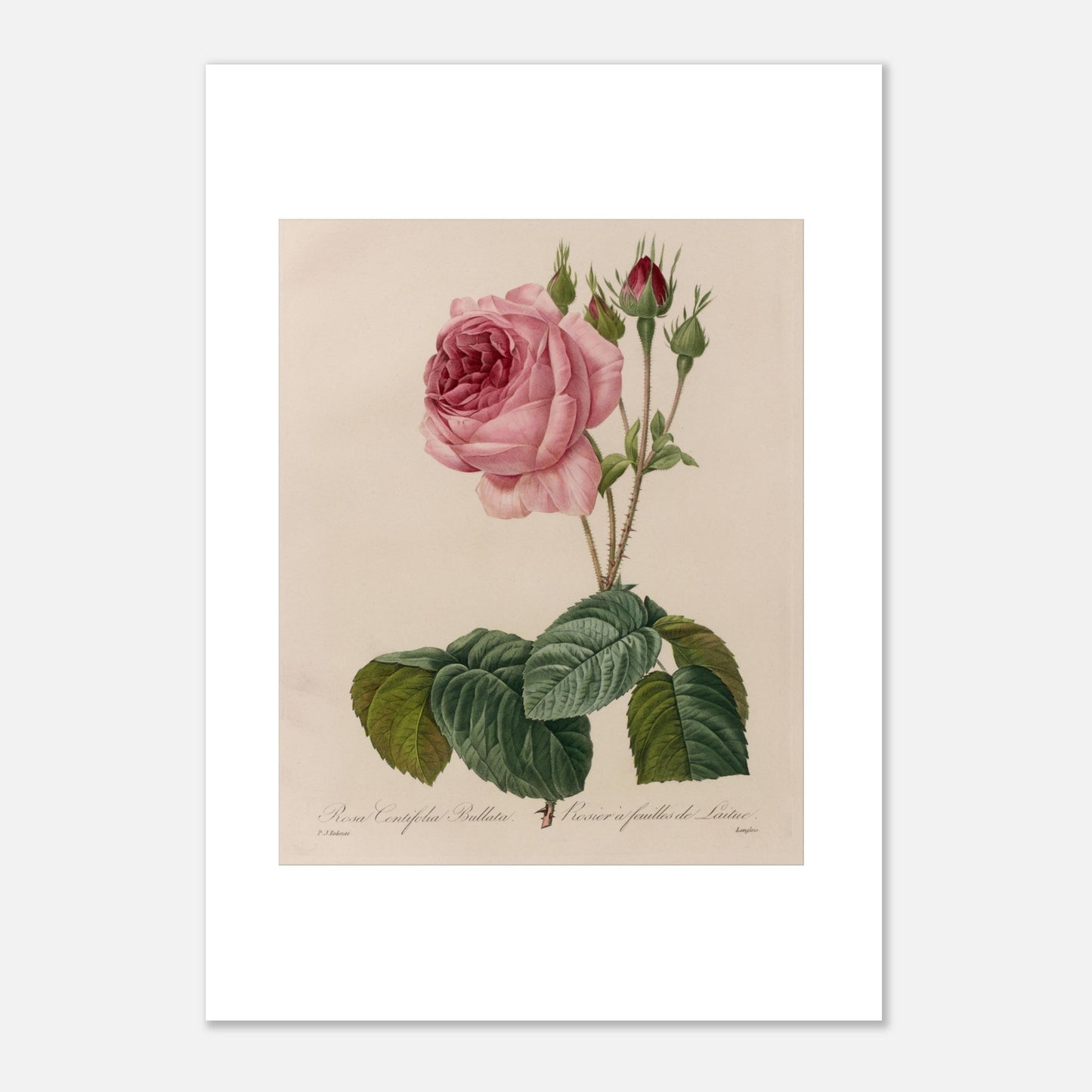 Planche botanique Rosa Centifolia Bullata de Pierre-Joseph Redouté (42x59,4 cm (A2)). Gravure botanique de Pierre-Joseph Redouté représentant une rose de couleur rose pâle, avec des boutons et des feuilles vertes.