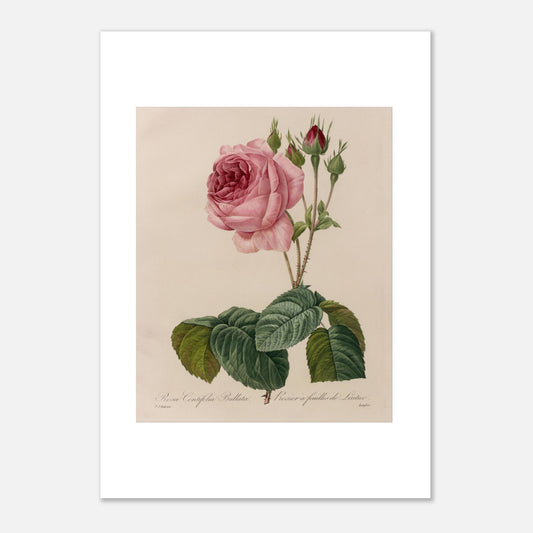 Planche botanique Rosa Centifolia Bullata de Pierre-Joseph Redouté (42x59,4 cm (A2)). Gravure botanique de Pierre-Joseph Redouté représentant une rose de couleur rose pâle, avec des boutons et des feuilles vertes.